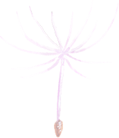 dandelion seed